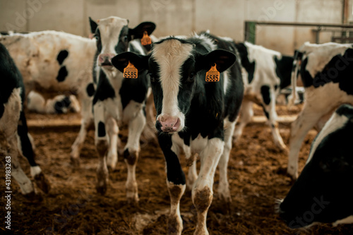 Calves with livestock tags in stable photo