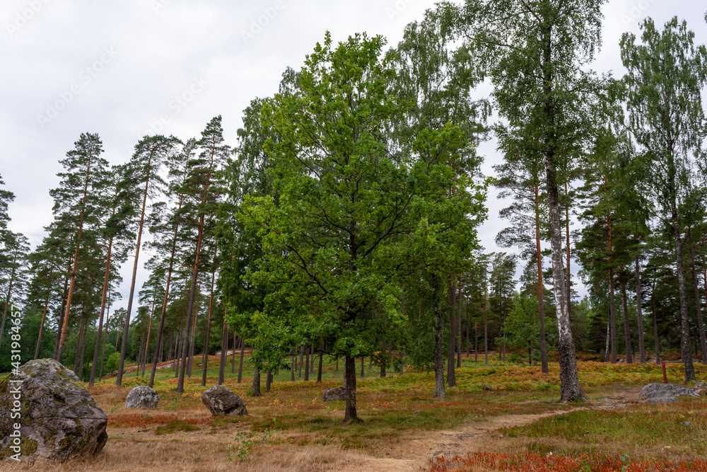 Obraz premium Ancient Stone Tombs Swedish Pine Forrest.