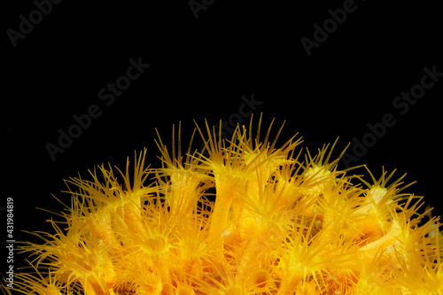 Coral 