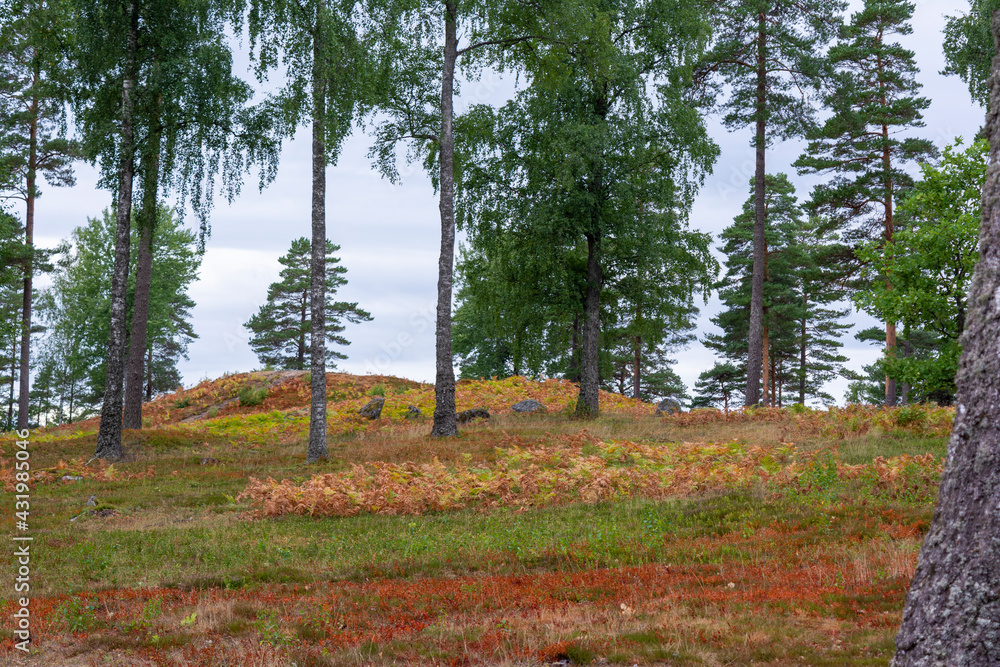 Obraz premium Pine Forrest In Sweden.