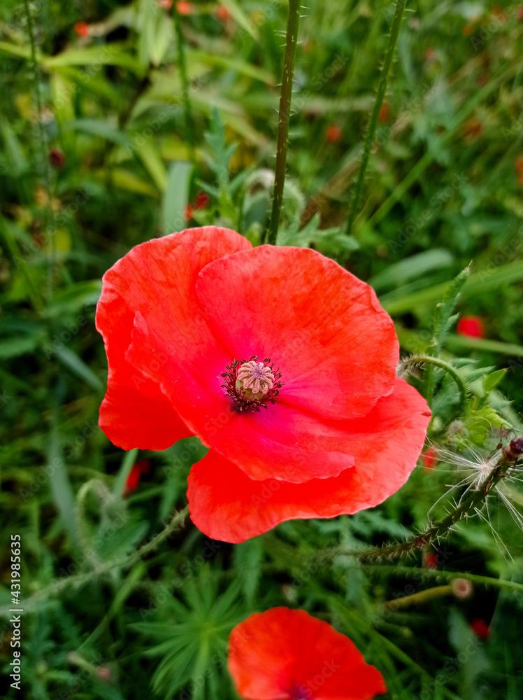 red poppies. wildflowers among green grass red poppies. wildflowers among green grass