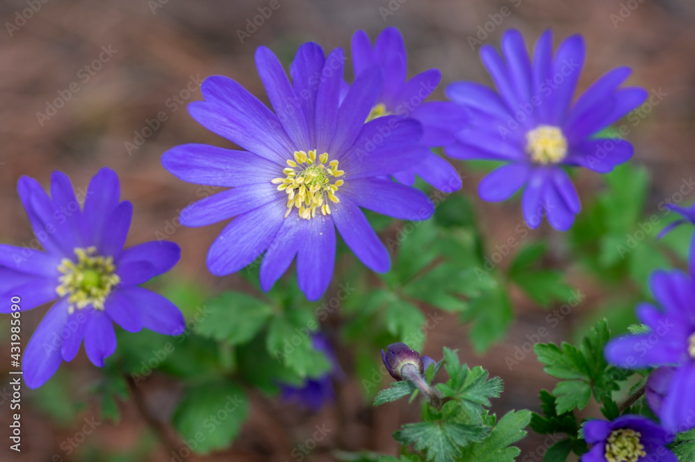 Obraz premium Anemone blanda Grecian winter windflower flowers in bloom, beautiful ornamental blue purple violet plant in bloom in springtime