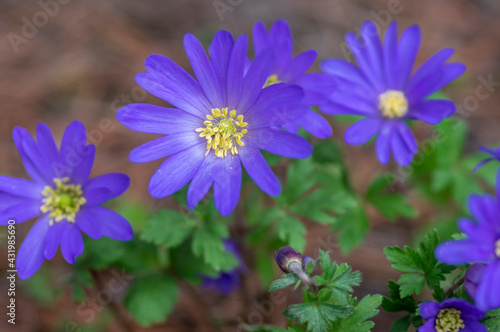 Anemone blanda Grecian winter windflower flowers in bloom, beautiful ornamental blue purple violet plant in bloom in springtime
