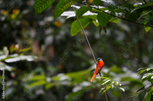 Grey-chinned minivet male in the nature. photo