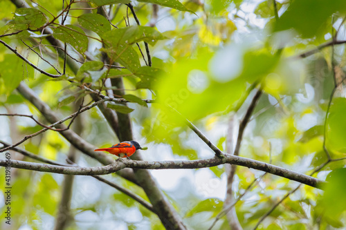 Grey-chinned minivet male in the nature. photo