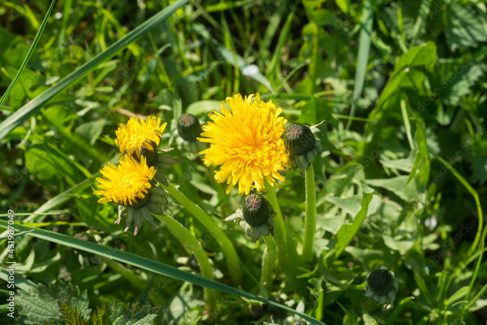 yellow dandelion flowers closeup selective focus yellow dandelion flowers closeup selective focus