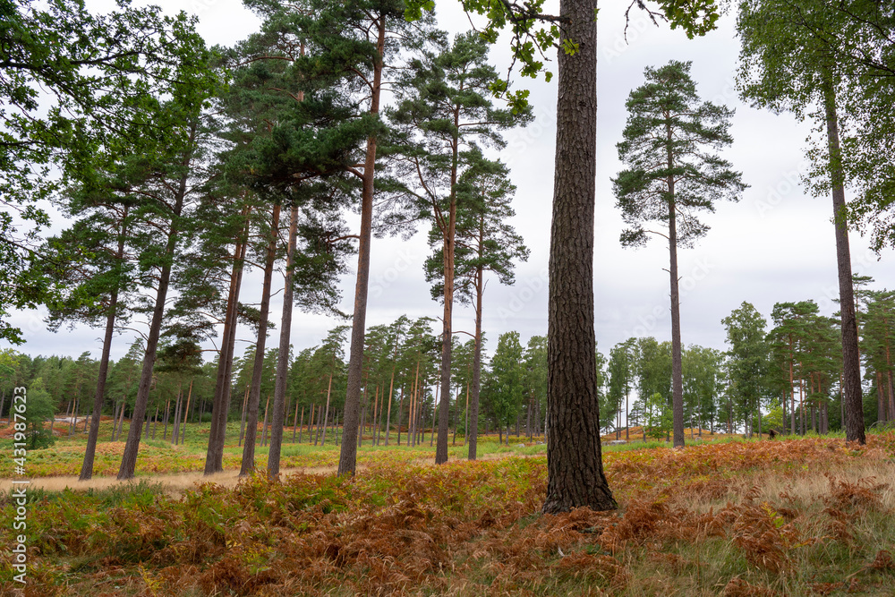 Pine Forrest In Sweden.