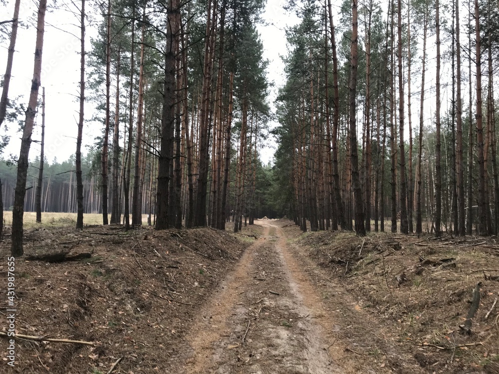 Fototapeta premium path in the woods