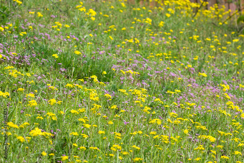 spring meadow with yellow and lila flowers selective focus