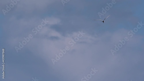 Tern sea bird flying gliding over ocean blue sky super slow motion 150fps