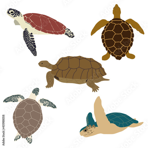 Set of sea turtles. Vector illustration. 