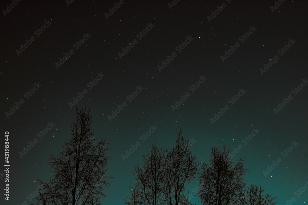 Night sky with stars and trees silhouettes Night sky with stars and trees silhouettes