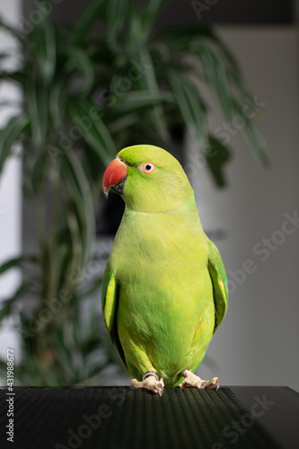 Green Indian Ringneck parrot girl with red beak