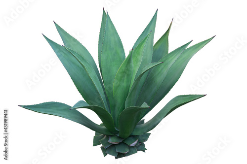 Agave plant isolated on white background. clipping path. Agave plant tropical drought tolerance has sharp thorns. photo