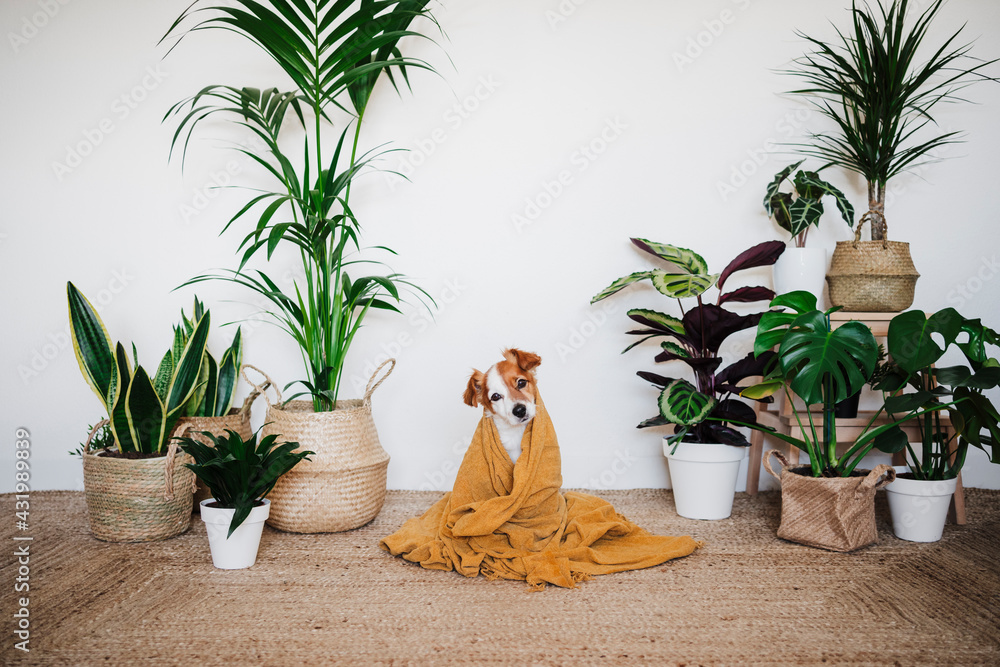 © Eva Blanco/Westend61 - Dog covered in blanket sitting by houseplant decoration at home © Eva Blanco/Westend61 - Dog covered in blanket sitting by houseplant decoration at home