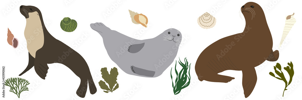 Set of fur seals. Vector illustration.
