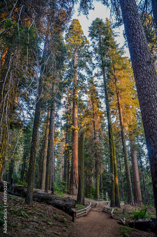 Obraz premium Yosemite- National Park