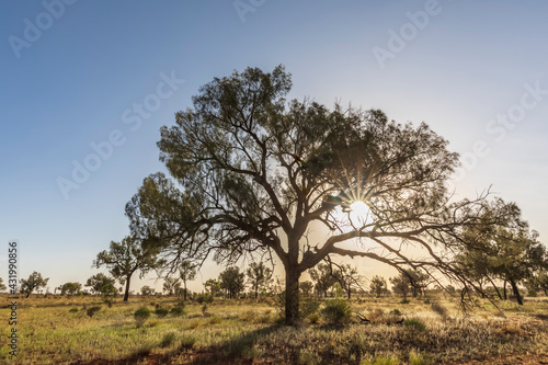 Sun illuminating tree growing in Watarrka National Park photo