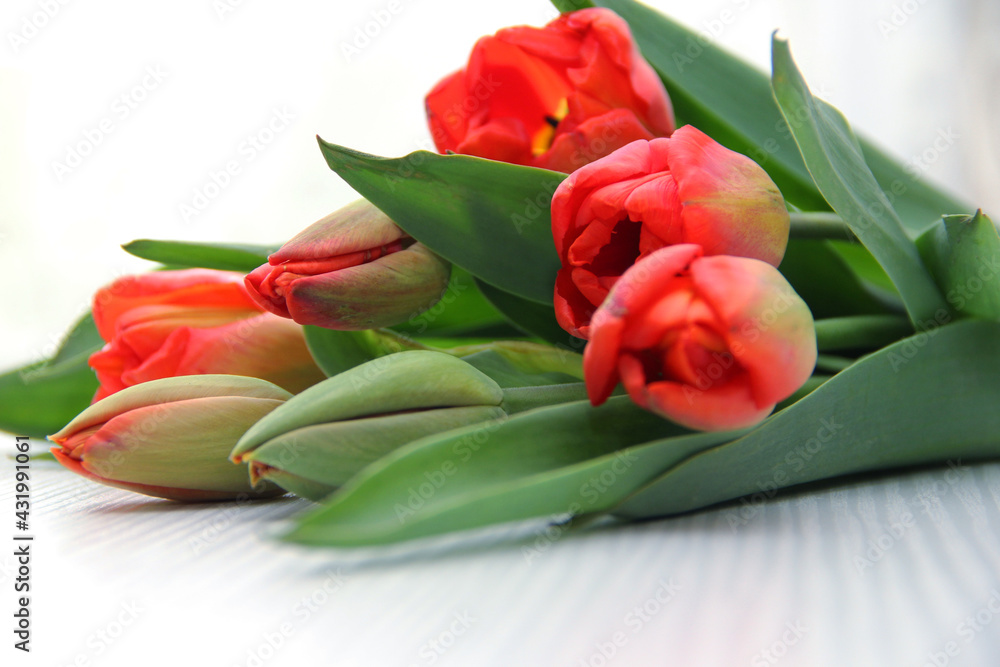 a bouquet of red tulips lies on a light table a bouquet of red tulips lies on a light table