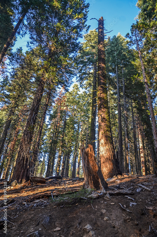 Fototapeta premium Yosemite- National Park