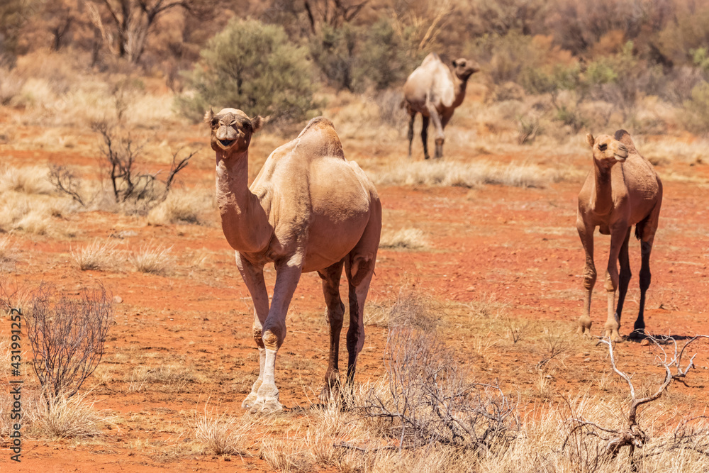 Dromedaries (Camelus dromedarius) standing in Uluru-Kata Tjuta National Park Dromedaries (Camelus dromedarius) standing in Uluru-Kata Tjuta National Park