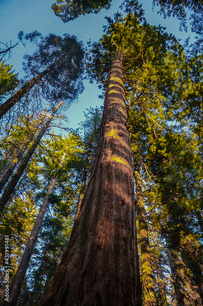 Fototapeta premium Yosemite- National Park