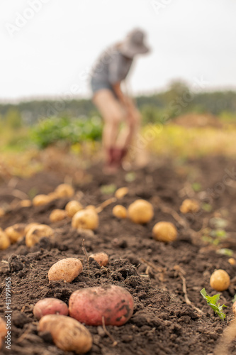 Farmer family dripping potato crop