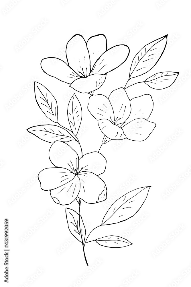 Vector linear hand drawn decorative flower and leaves, black and white botanical isolated illustration