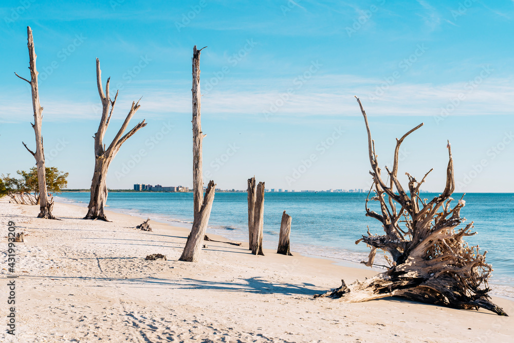 Dead trees at Lovers Key State Park beach, Fort Myers, Florida, USA