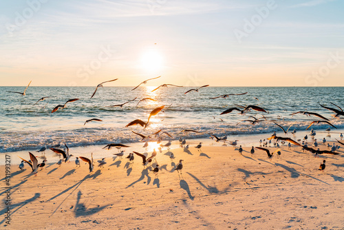 Flock of birds at Lovers Key State Park beach with sun setting in background, Fort Myers, Florida, USA