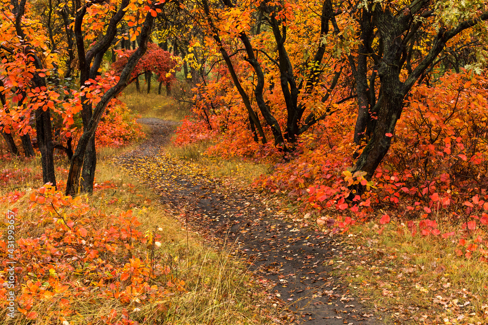 Obraz premium Path in the autumn forest, yellow fallen leaves, natural nature, beautiful autumn background.