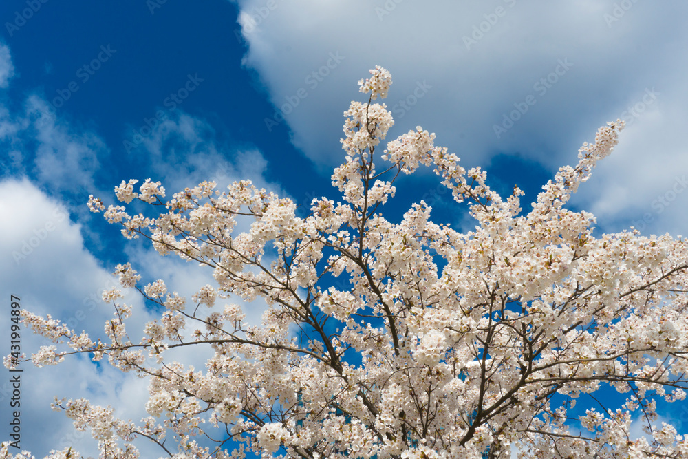 Sakura Cherry blossoming alley and beautiful blue sky with clouds. Wonderful scenic park with rows of blooming cherry sakura trees and green lawn in spring. Sakura Cherry blossoming alley and beautiful blue sky with clouds. Wonderful scenic park with rows of blooming cherry sakura trees and green lawn in spring.