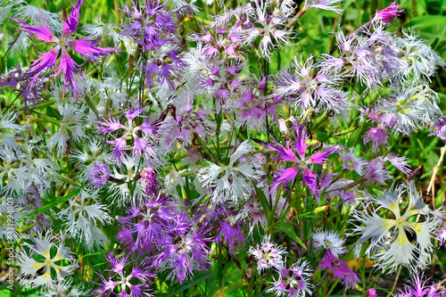 Summer floral background - gentle fragile pink, white and violet flowers of carnation Dianthus superbus in garden. Rare, protected perennial herbaceous plant - botany, environment, gardening