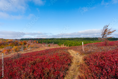 Red Black Huckleberry Bushes Surrounded by Autumn Hued Trees and Bushes - Dolly Sods Wilderness - Appalachian Mountains - West Virginia photo