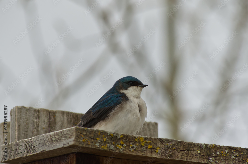 A Tree Swallow on a Birdhouse