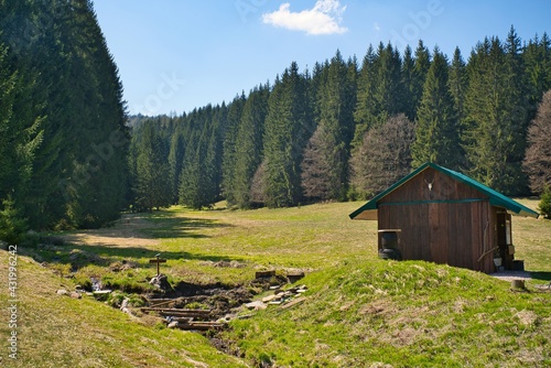 on the rennsteig in the thuringian forest photo