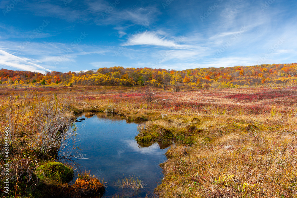 Small Clear Pond Surrounded by Autumn Hued Trees and Bushes - Dolly Sods Wilderness - Appalachian Mountains - West Virginia Small Clear Pond Surrounded by Autumn Hued Trees and Bushes - Dolly Sods Wilderness - Appalachian Mountains - West Virginia