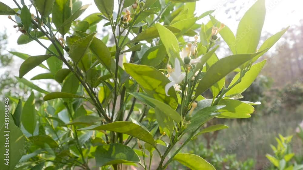 A beautiful orange garden Fruits are rich in vitamins. A beautiful orange garden Fruits are rich in vitamins.