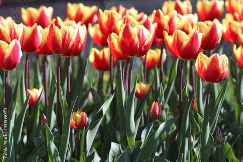 Beautiful multicolored tulip flowers bloomed in spring and give joy with their beauty. 