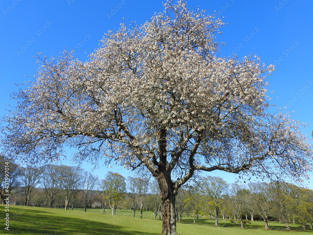 Fototapeta premium tree in bloom