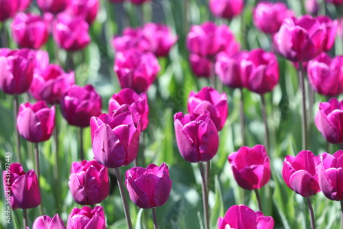 Beautiful multicolored tulip flowers bloomed in spring and give joy with their beauty. 
