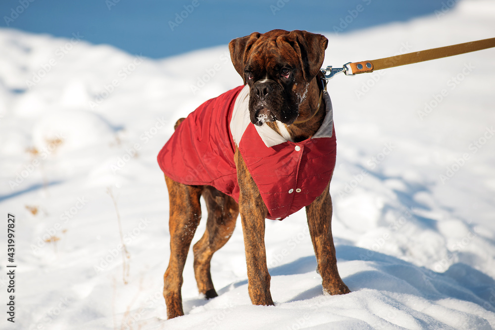 German boxer puppy stands in the snow. German boxer puppy stands in the snow.