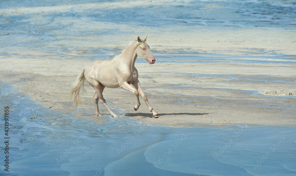 Fototapeta premium white horse gallops on the beach