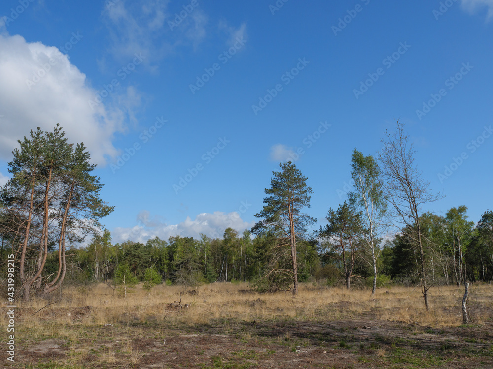 Obraz premium Die Dingdener Heide am Niederrhein