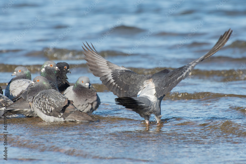 Fototapeta premium The gray dove spread its wings. Pigeon birds drink water from the river.
