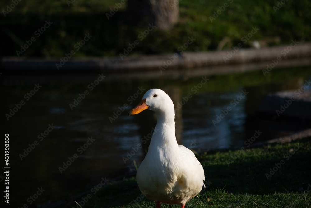 duck in the water