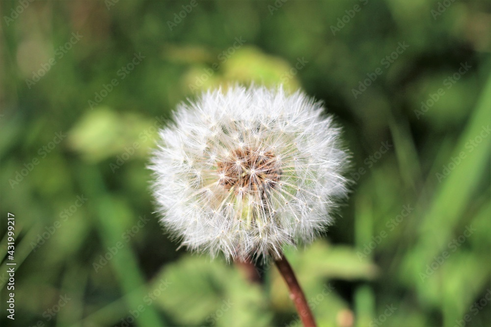 Close shot of isolated Dandelion head against blurry green background Close shot of isolated Dandelion head against blurry green background