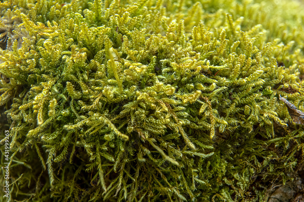 Fine green moss growing in forest, closeup macro detail, abstract natural background Fine green moss growing in forest, closeup macro detail, abstract natural background