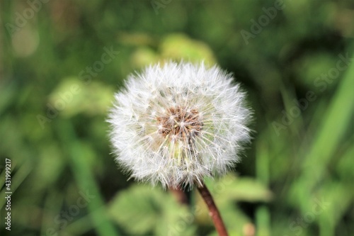 Close shot of isolated Dandelion head against blurry green background
