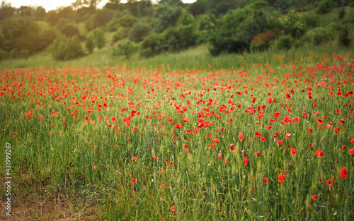 Bright red wild poppy flowers growing in green field of unripe wheat, blurred trees background © Lubo Ivanko